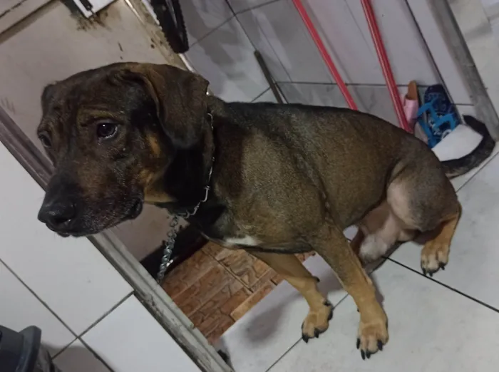 Cachorro ra a Vira lata  idade 3 anos nome Marley