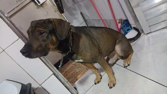 Cachorro ra a Vira lata  idade 3 anos nome Marley