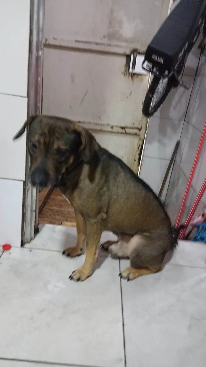 Cachorro ra a Vira lata  idade 3 anos nome Marley