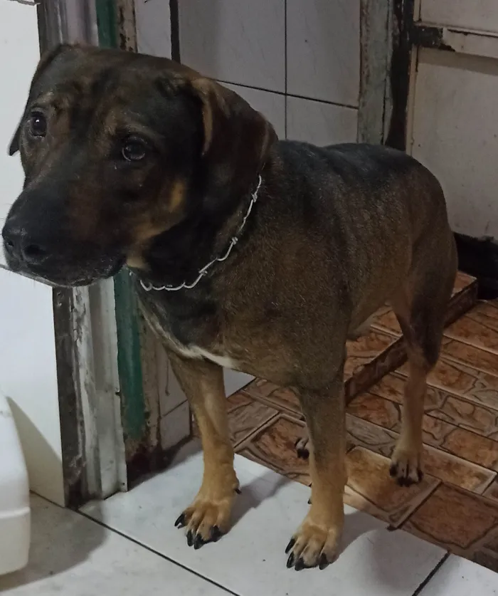 Cachorro ra a Vira lata  idade 3 anos nome Marley