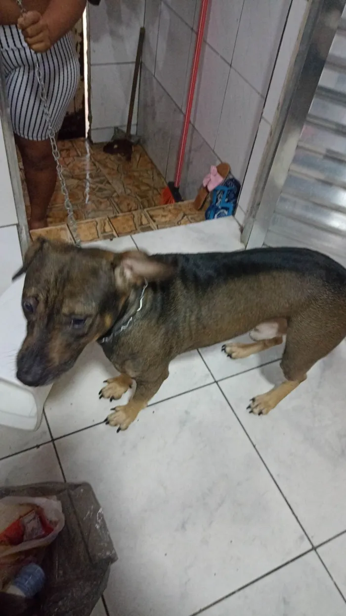 Cachorro ra a Vira lata  idade 3 anos nome Marley