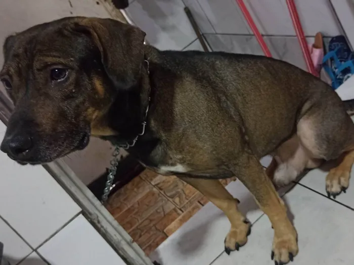 Cachorro ra a Vira lata  idade 3 anos nome Marley