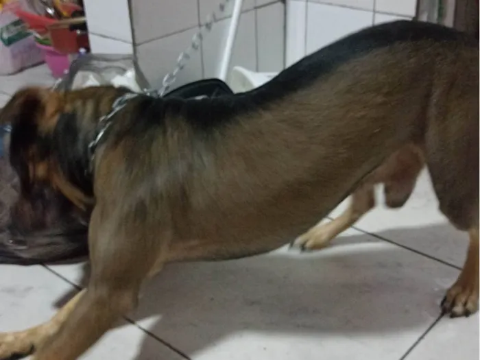 Cachorro ra a Vira lata  idade 3 anos nome Marley