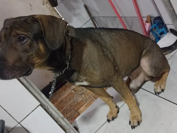 Cachorro ra a Vira lata  idade 3 anos nome Marley