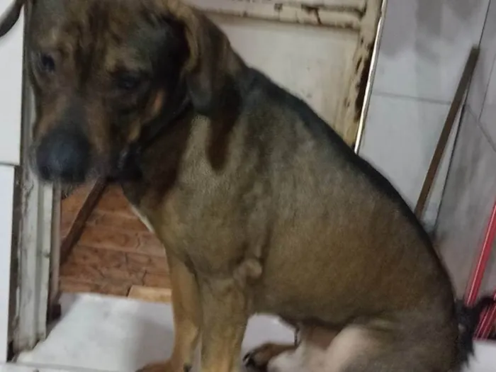 Cachorro ra a Vira lata  idade 3 anos nome Marley