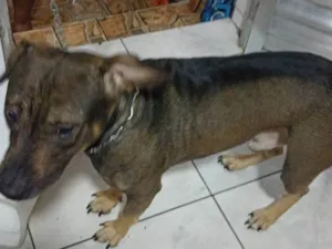 Cachorro raça Vira lata  idade 3 anos nome Marley