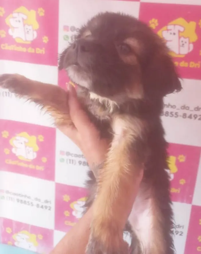 Cachorro ra a SRD-ViraLata idade 2 a 6 meses nome DUDU