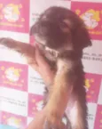 DUDU