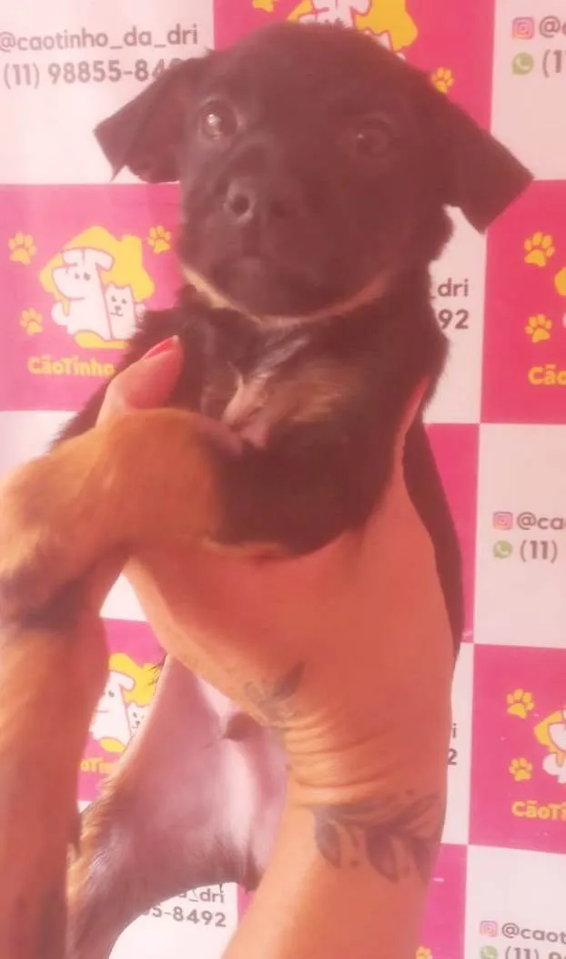 Cachorro ra a SRD-ViraLata idade 2 a 6 meses nome JUJU