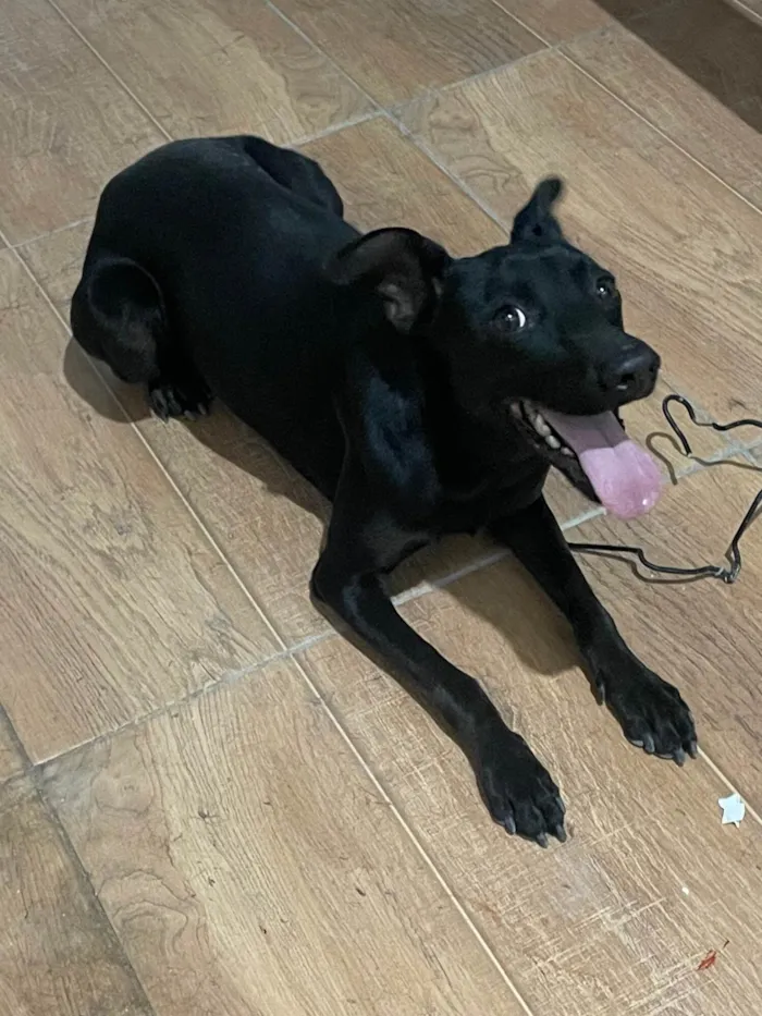 Cachorro ra a SRD-ViraLata idade 1 ano nome Pandora 