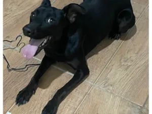 Cachorro raça SRD-ViraLata idade 1 ano nome Pandora 
