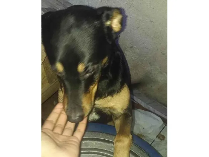 Cachorro ra a Rottweiler com vra-la idade 1 ano nome Thor