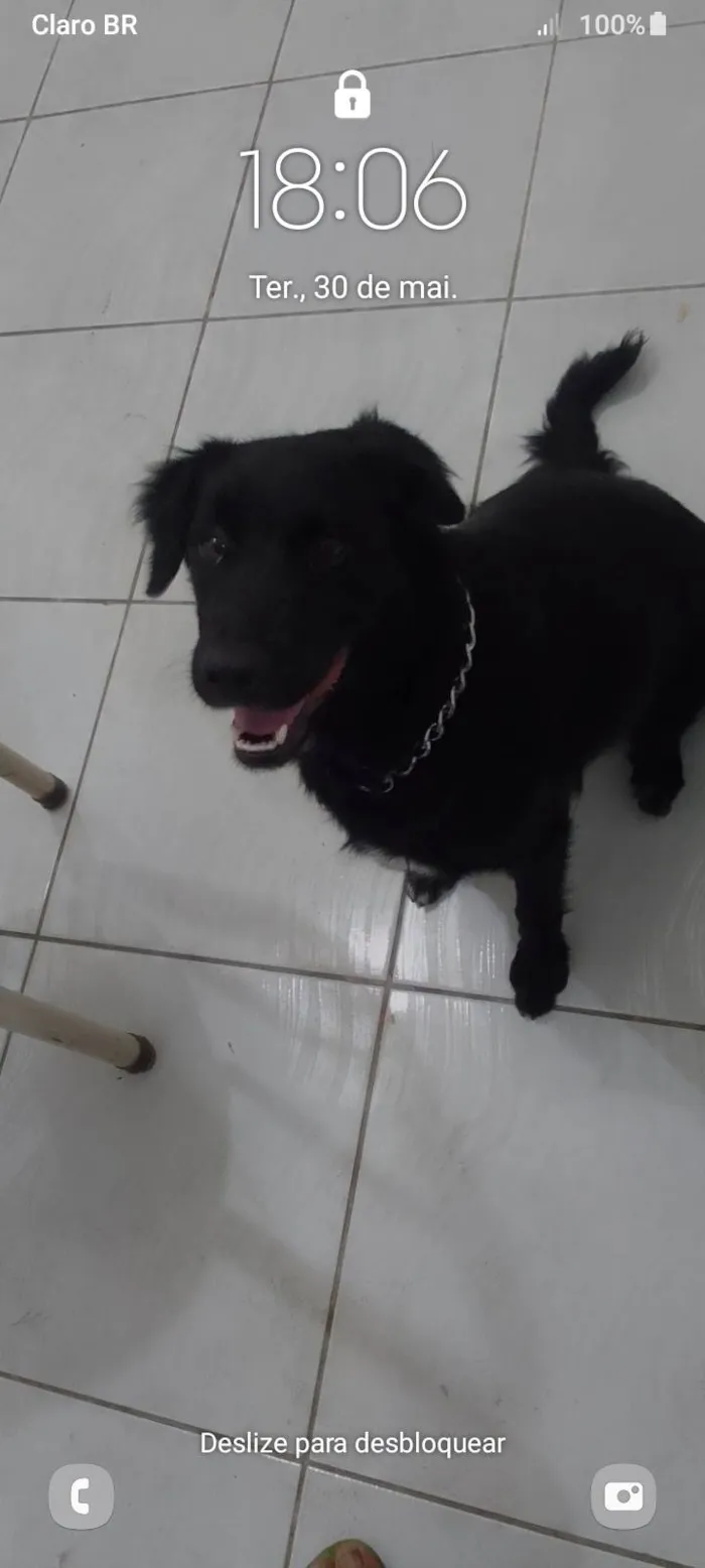 Cachorro ra a Sdr idade 2 anos nome Mel