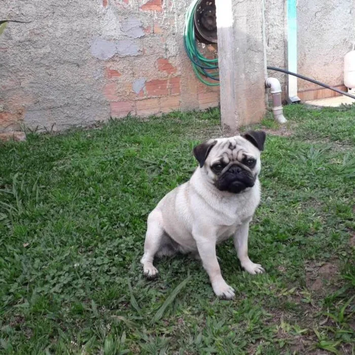 Cachorro ra a Pug idade 3 anos nome ANABELL