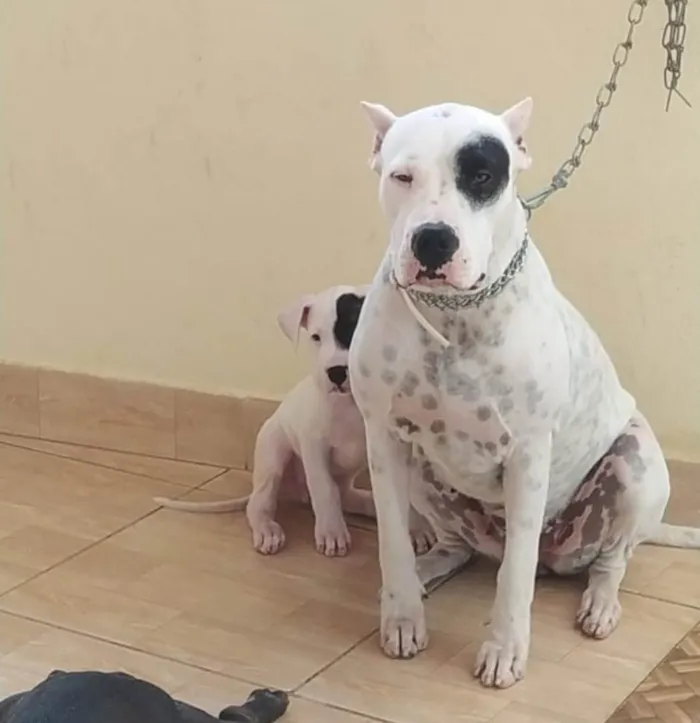 Cachorro ra a Dogo Argentino  idade 4 anos nome Lua 