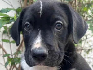 Cachorro raça SRD-ViraLata idade Abaixo de 2 meses nome Samwise