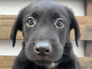Cachorro raça SRD-ViraLata idade Abaixo de 2 meses nome Gimli