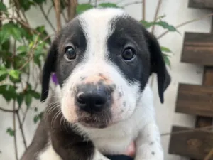 Cachorro raça SRD-ViraLata idade Abaixo de 2 meses nome Aragorn