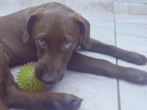 Cachorro raça Mesclado de labrador  idade 7 a 11 meses nome Duck 