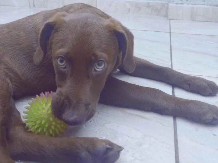 Cachorro ra a Mesclado de labrador  idade 7 a 11 meses nome Duck 