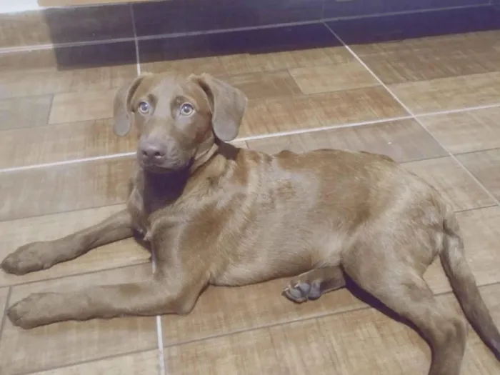 Cachorro ra a Mesclado de labrador  idade 7 a 11 meses nome Duck 