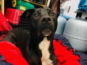 Cachorro raça SRD-ViraLata idade 1 ano nome Não Possui