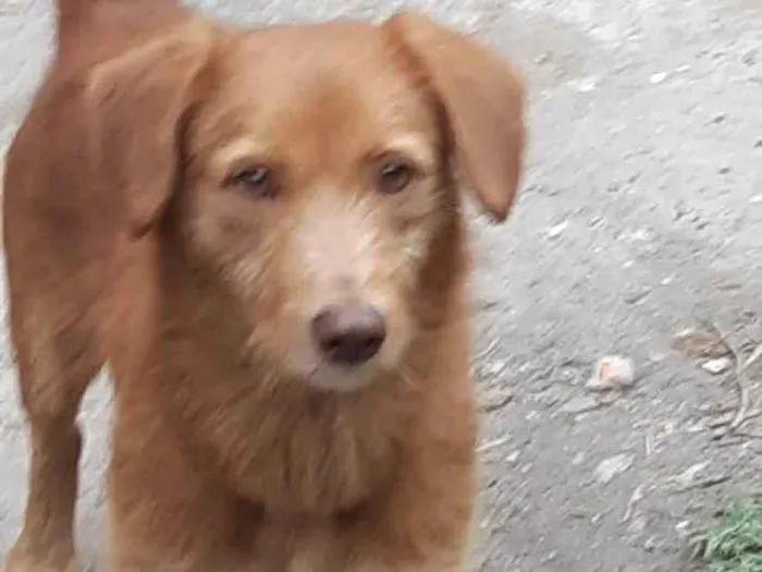 Cachorro ra a SRD-ViraLata idade 7 a 11 meses nome Simba