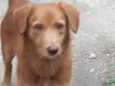 Simba