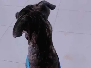 Cachorro raça Fila Brasileiro  idade 7 a 11 meses nome John 