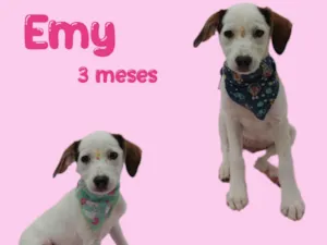 Cachorro raça  idade 2 a 6 meses nome Emy