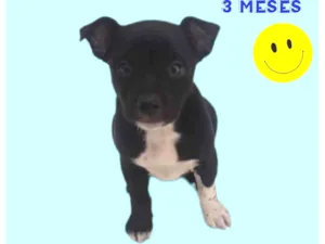 Cachorro raça  idade 2 a 6 meses nome Zeus