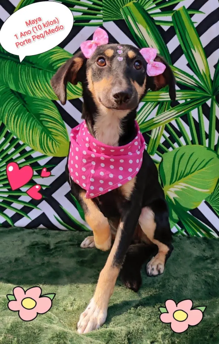 Cachorro ra a  idade 2 anos nome Maya