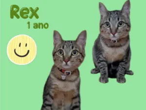 Gato raça  idade 1 ano nome Rex