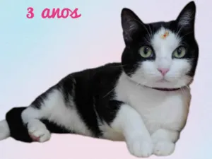 Gato raça  idade 3 anos nome Violeta