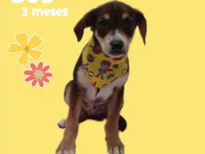 Cachorro raça  idade 2 a 6 meses nome Bob