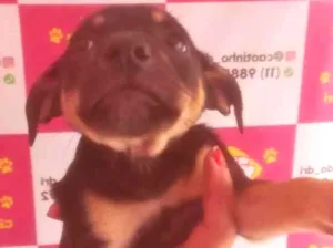 Cachorro raça SRD-ViraLata idade 2 a 6 meses nome TATÁ FÊMEA