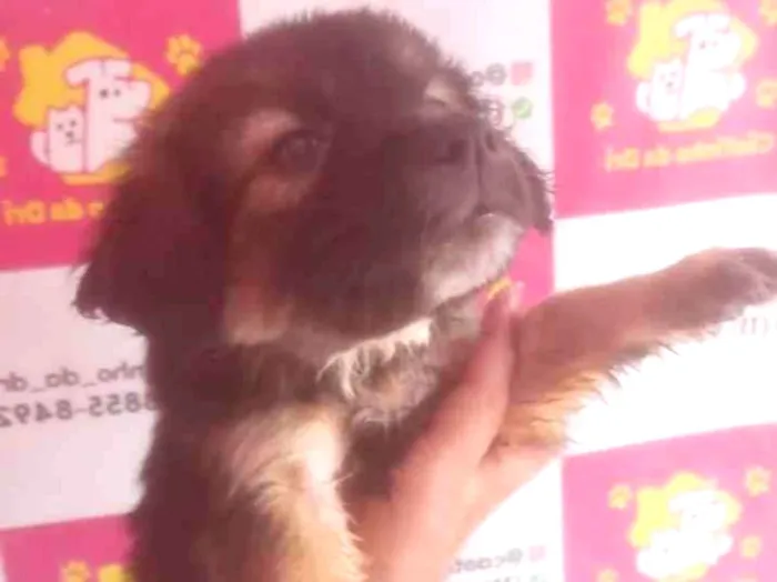 Cachorro ra a SRD-ViraLata idade 2 a 6 meses nome DUDU