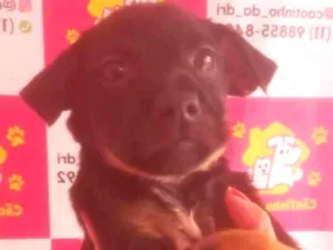 Cachorro raça SRD-ViraLata idade 2 a 6 meses nome JUJU