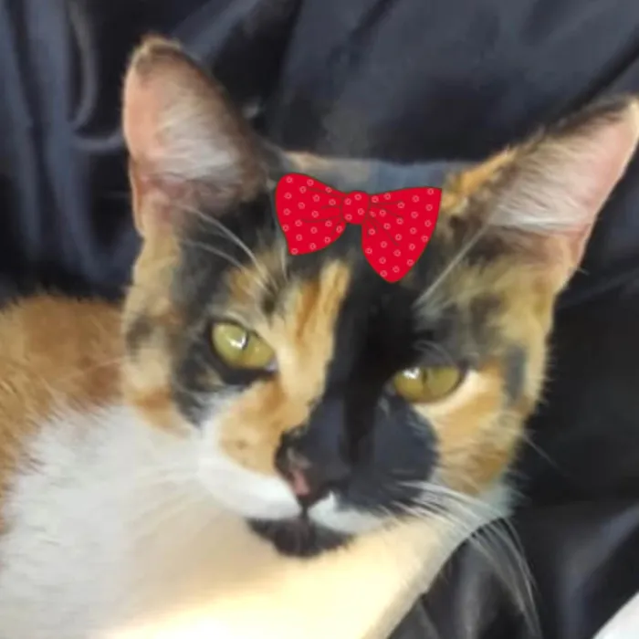 Gato ra a Mestica  idade 2 a 6 meses nome Charlotte 