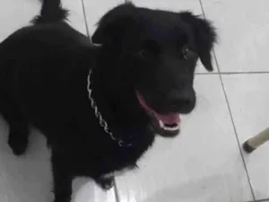 Cachorro raça Sdr idade 2 anos nome Mel