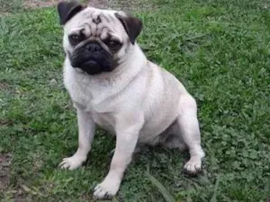 Cachorro raça Pug idade 3 anos nome ANABELL