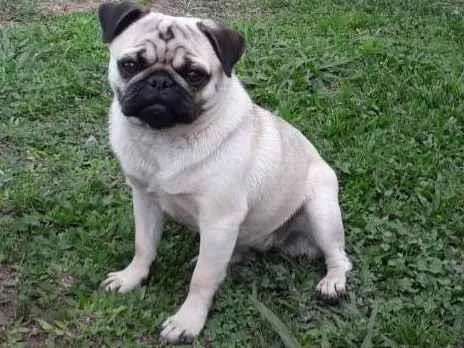Cachorro ra a Pug idade 3 anos nome ANABELL