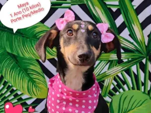 Cachorro raça  idade 2 anos nome Maya