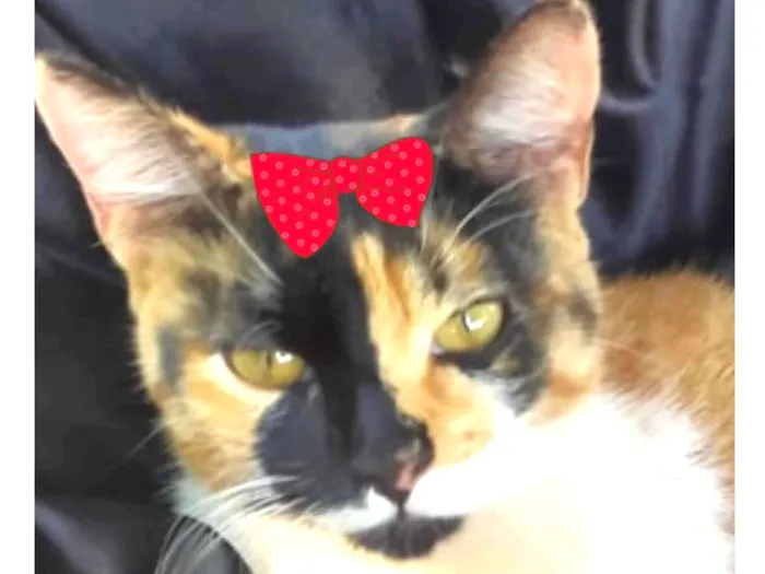 Gato ra a Mestica  idade 2 a 6 meses nome Charlotte 