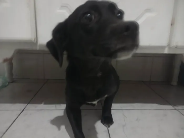 Cachorro ra a SRD-ViraLata idade 7 a 11 meses nome Jully