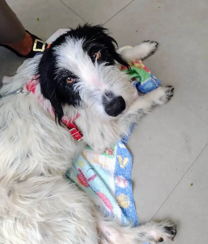 Cachorro ra a SRD-ViraLata idade 1 ano nome Rania 