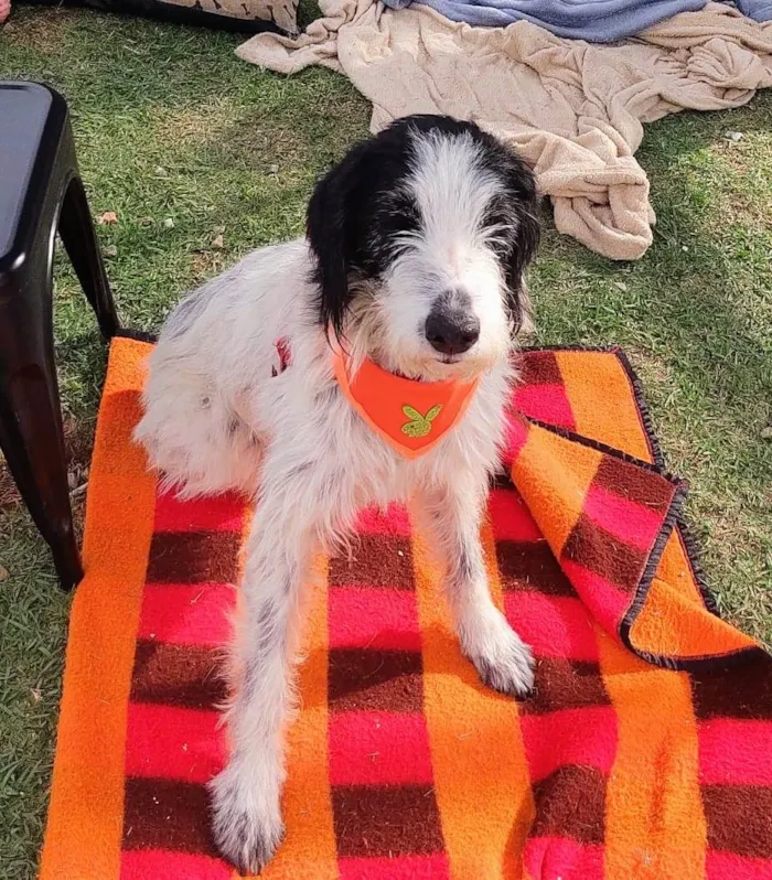 Cachorro ra a SRD-ViraLata idade 1 ano nome Rania 
