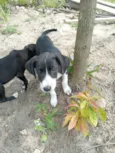 Betinha e Glenda