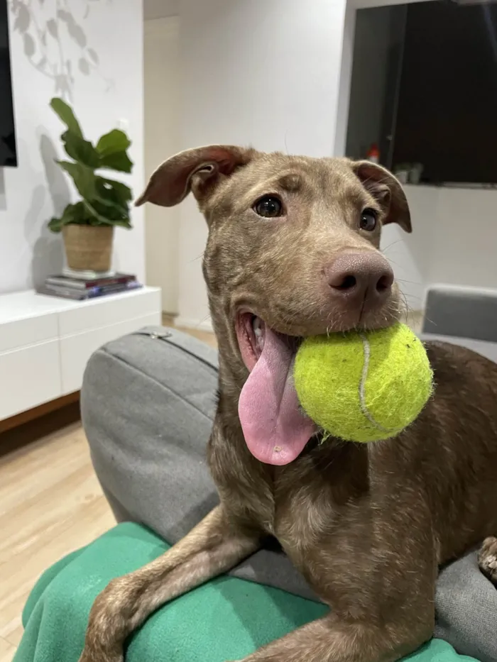 Cachorro ra a SRD-ViraLata idade 1 ano nome Julieta