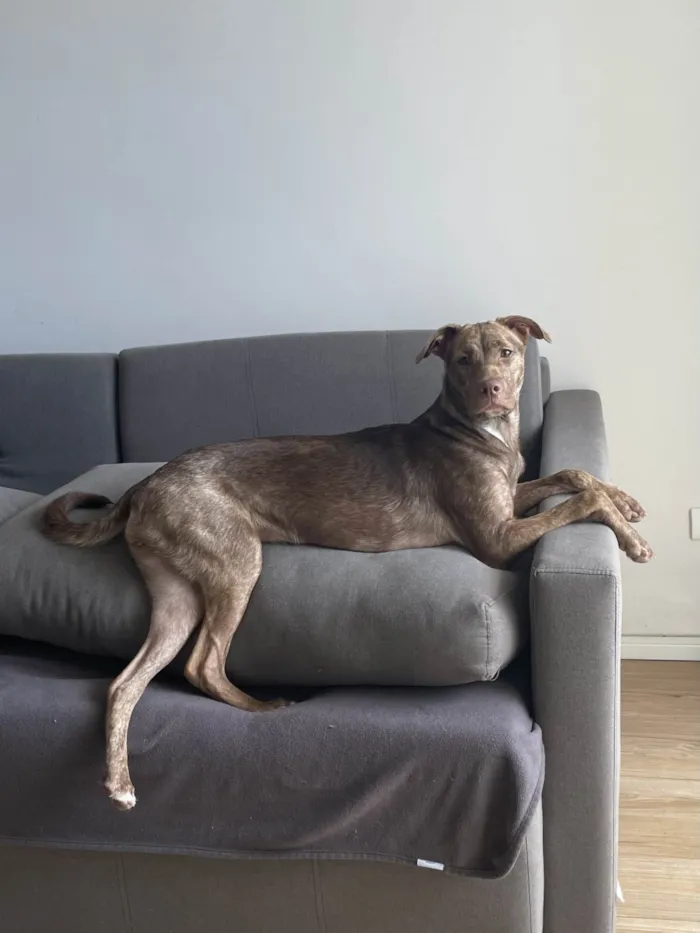 Cachorro ra a SRD-ViraLata idade 1 ano nome Julieta